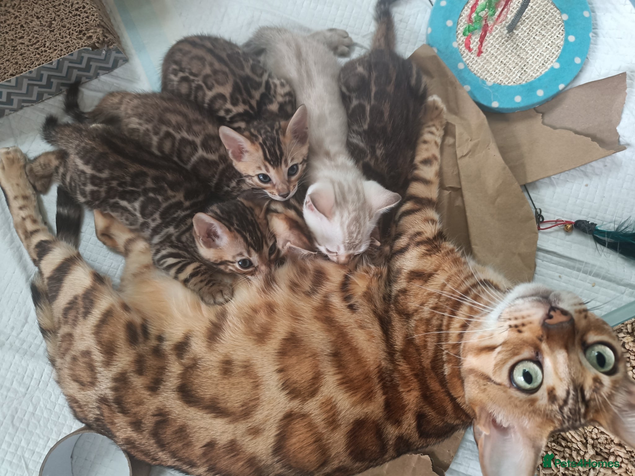 Bengal cats for sale: Absolutely beautiful pedigree bengal kittens - Advert 1