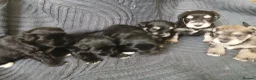 Miniature Schnauzer dogs for sale: Miniature Schnauzer KC reg pups - Advert 1