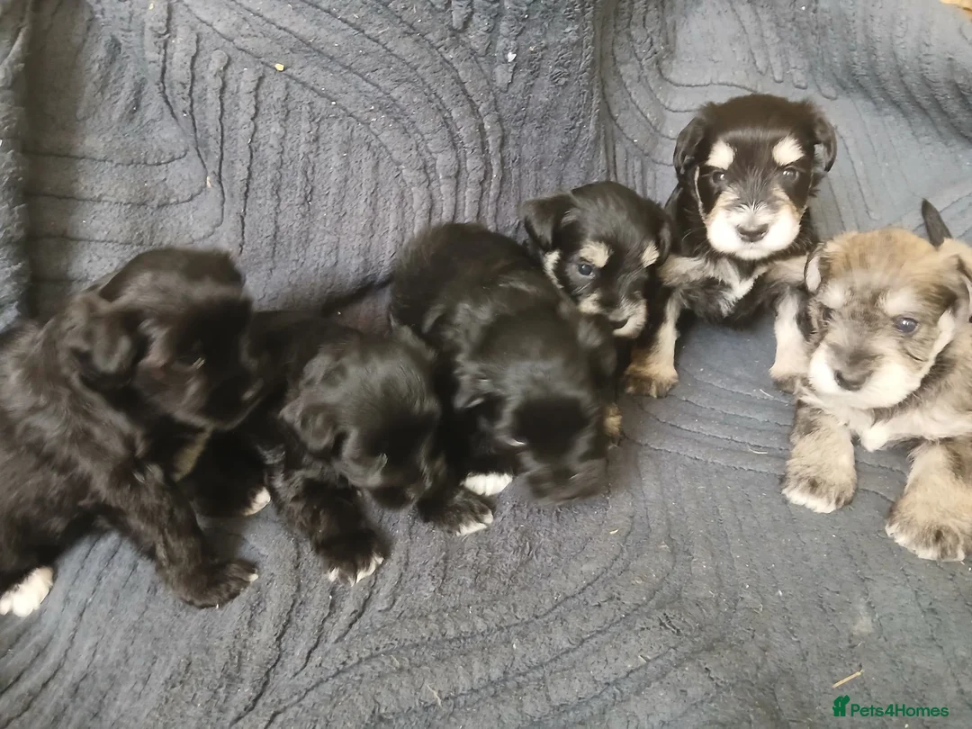Miniature Schnauzer dogs for sale: Miniature Schnauzer KC reg pups - Advert 1