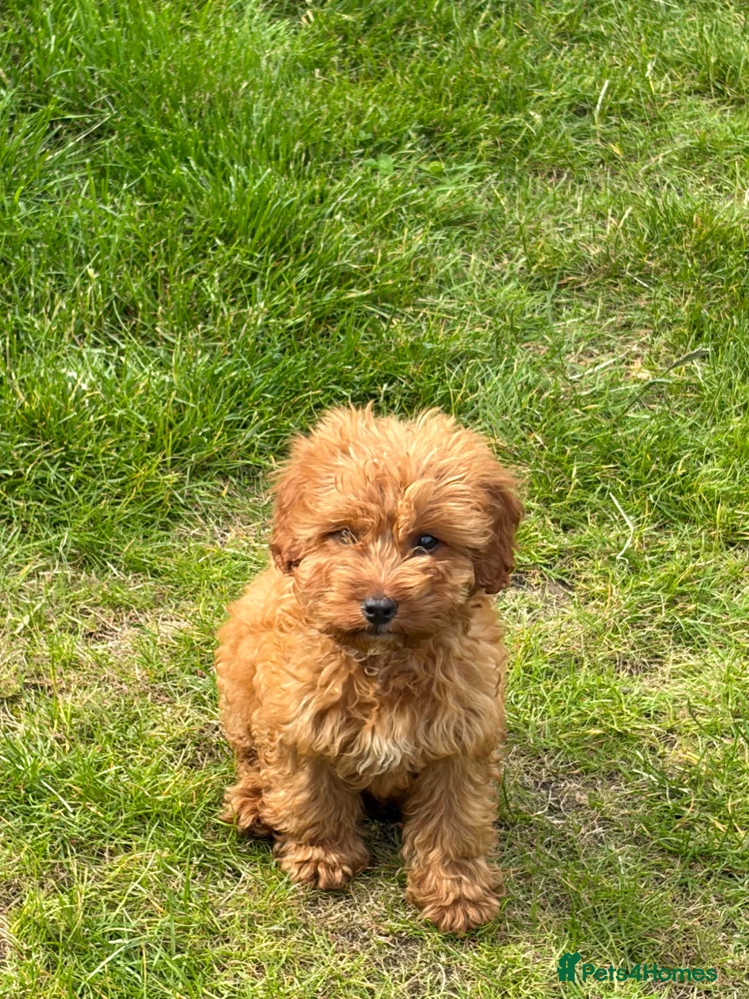 Mixed Breed dogs for sale: Puppys  - Advert 1