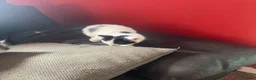 Mixed Breed cats for sale: 4 kittens looking for their forever homes  - Advert 8