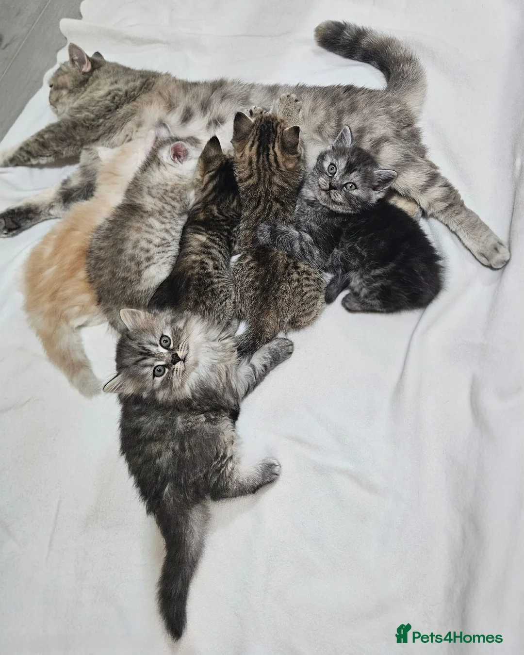 Scottish Fold cats for sale: Adorable Scottish Fold Straight Ear Tabby Kittens - Advert 40