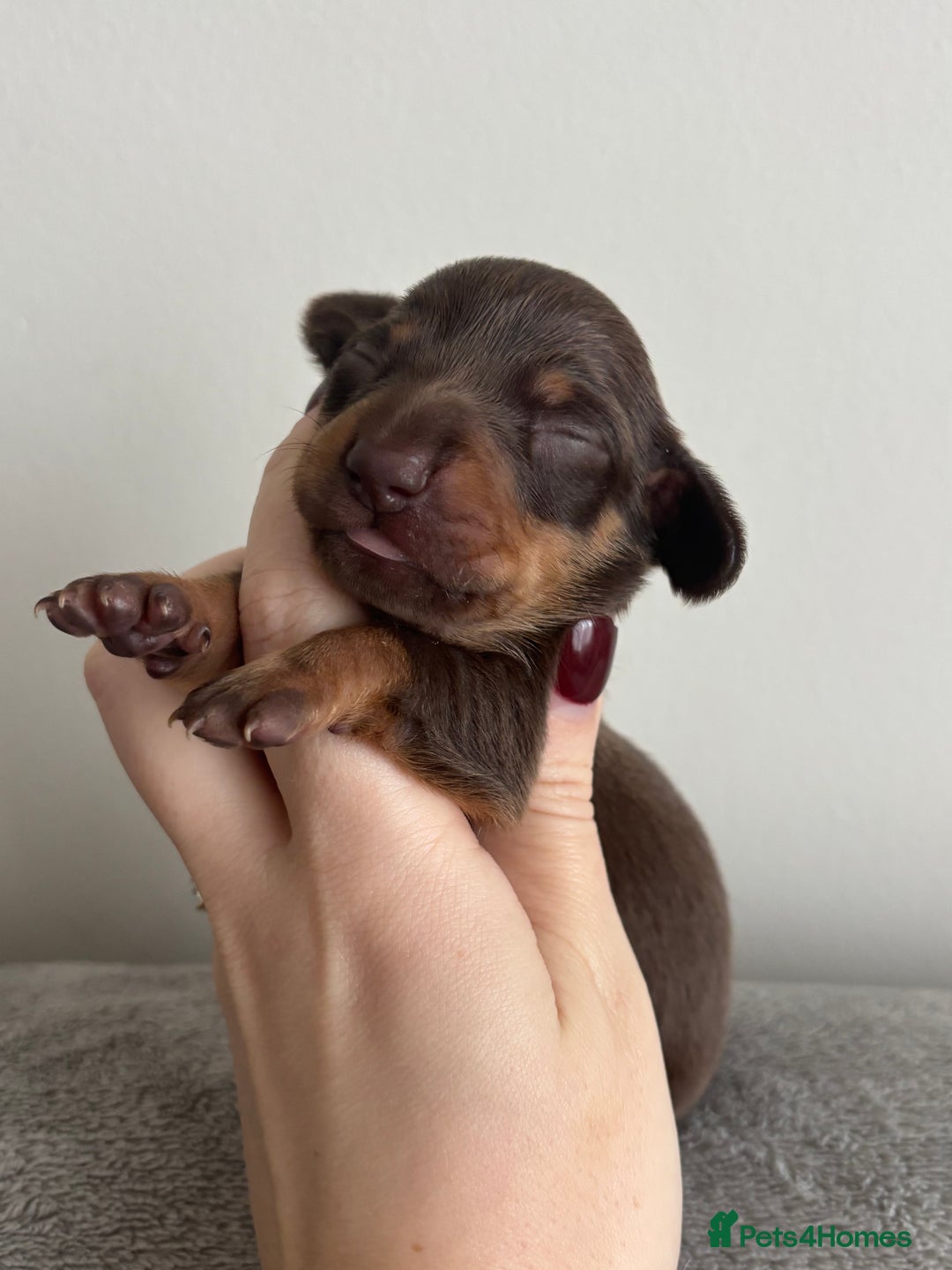 Miniature Dachshund dogs for sale: Miniature Dachshund Chocolate and Tan Girl - Advert 12