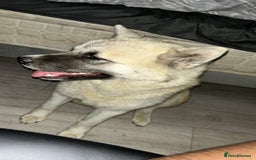 Mixed Breed dogs for sale: Half Japanese Half American Akita - Image 2