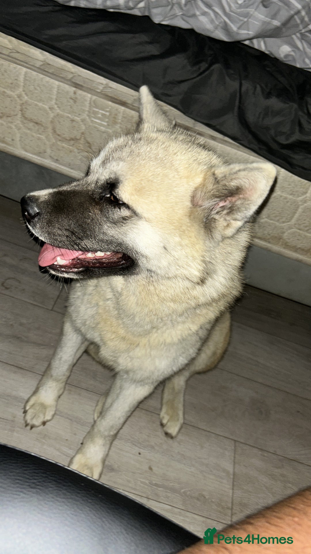 Mixed Breed dogs for sale: Half Japanese Half American Akita - Image 2