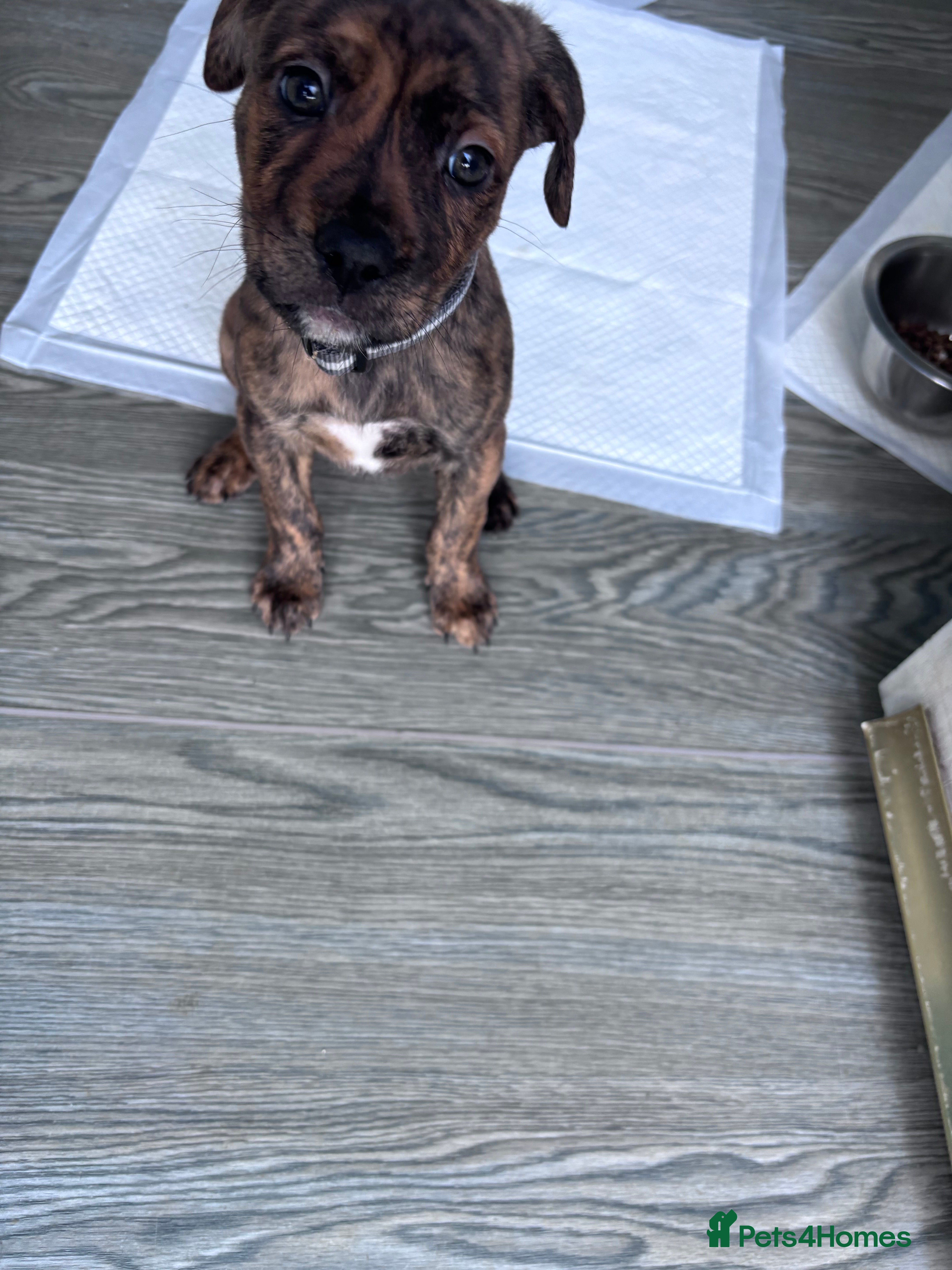 Mixed Breed dogs Gorgeous Rolo - Advert 1