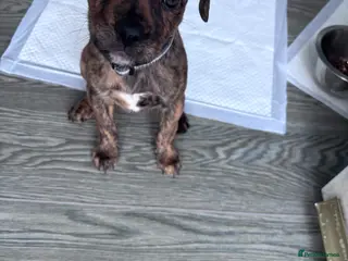 Mixed Breed dogs Gorgeous Rolo - Advert 6