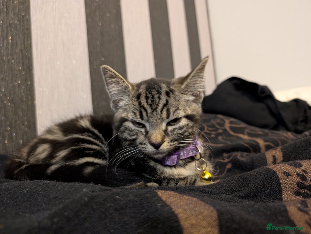 Domestic Shorthair cats for sale: Beautiful loving little tabby brother and sister - Image 4