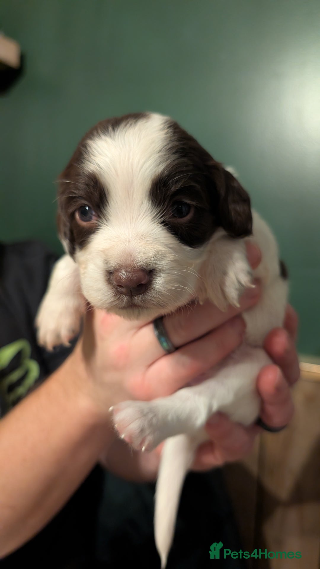 English Springer Spaniel dogs for sale: Gorgeous chunky Springer Spaniels for sale - Advert 14