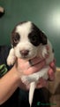 English Springer Spaniel Puppy 7