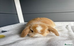 Mini Lop rabbits for sale: Stunning mini lops  - Image 17