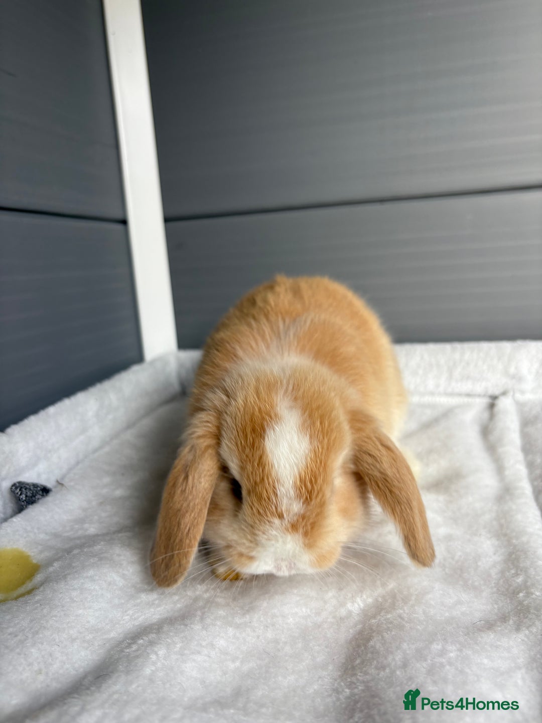 Mini Lop rabbits for sale: Stunning mini lops  - Image 17