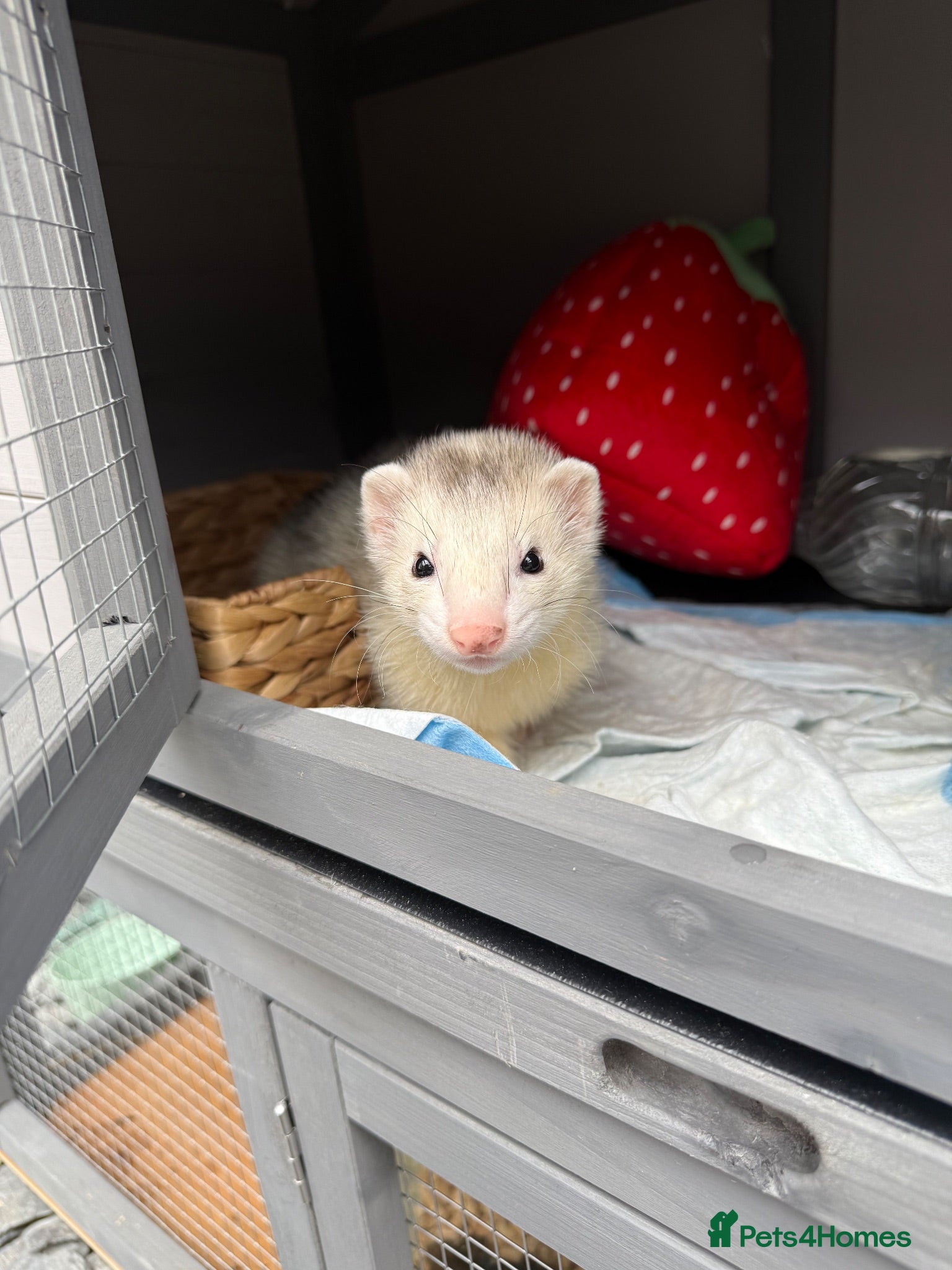 Ferret rodents 2 Male ferrets  - Advert 6