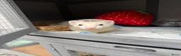 Ferret rodents for sale: 2 Male ferrets  - Advert 1