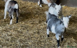 Goats livestock for sale: Hilarious friendly baby Pygmy kids for sale  - Image 8