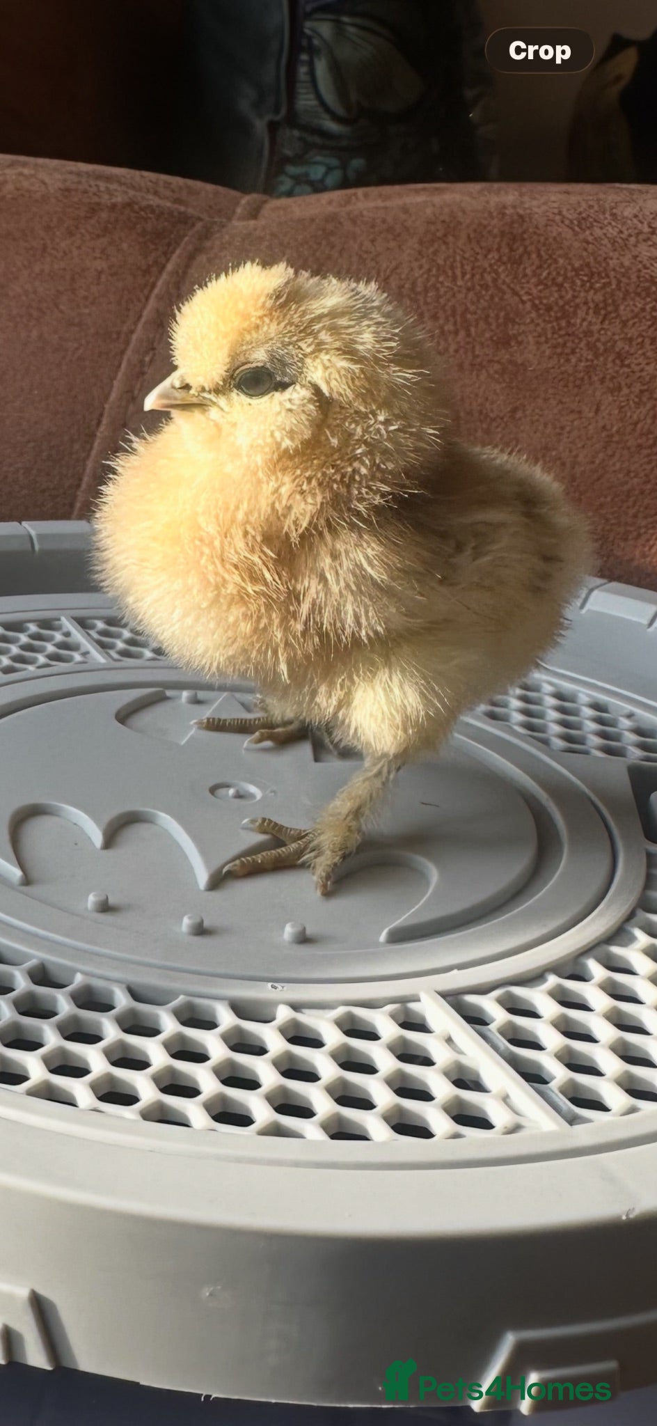 Chickens poultry Silkie chickens x3  - Advert 2