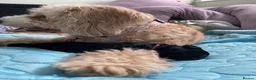Cockapoo dogs for sale: Beautiful Cockapoo puppies - exceptional standard - Advert 18