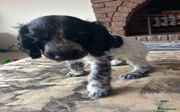 Cocker Spaniel dogs for sale: Blue roan cocker spaniels ready 17th September - Image 32
