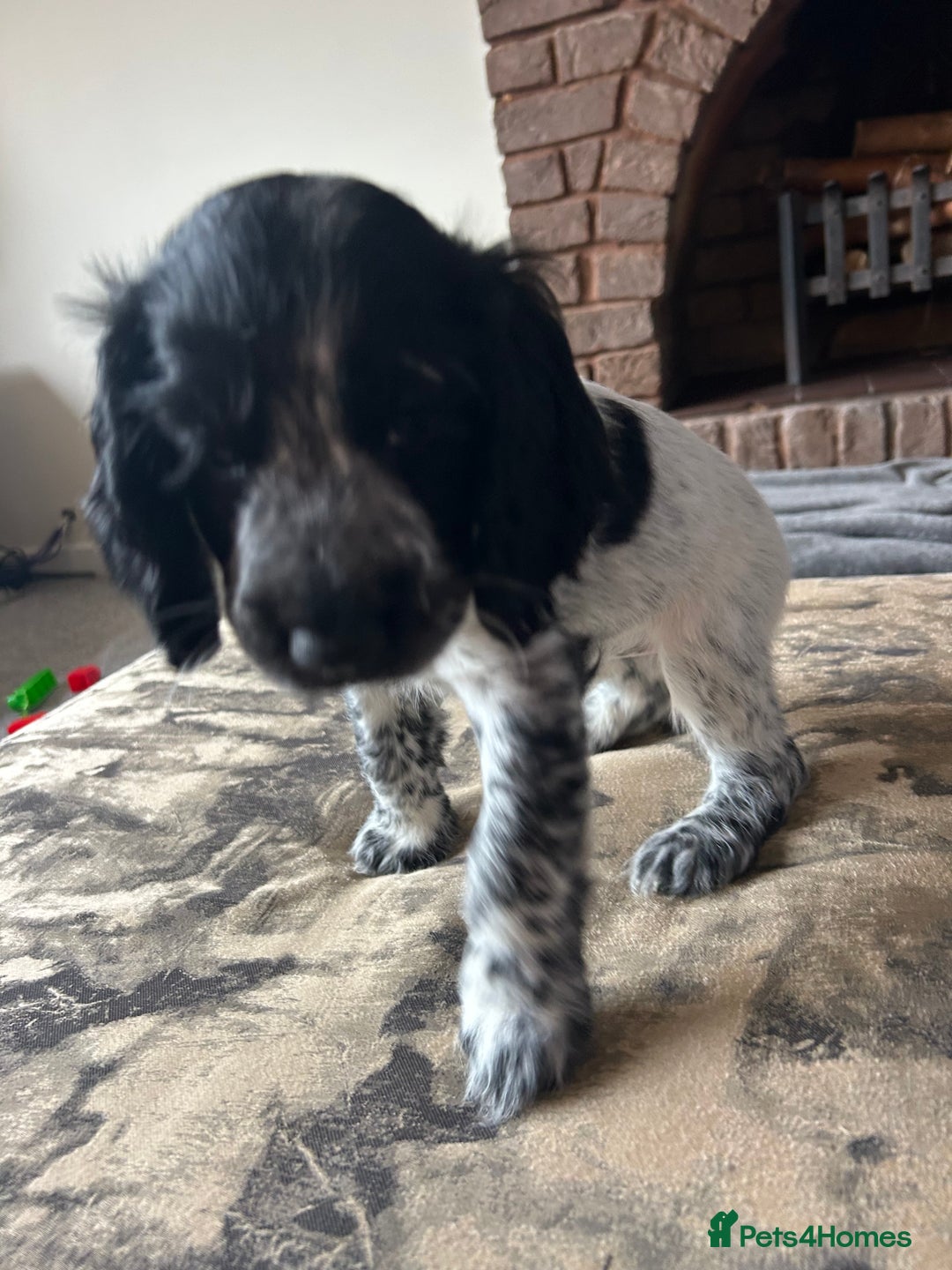 Cocker Spaniel dogs for sale: Blue roan cocker spaniels ready 17th September - Image 32