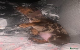 Miniature Dachshund dogs for sale: Beautiful 10 week old dapple pups available  - Image 12