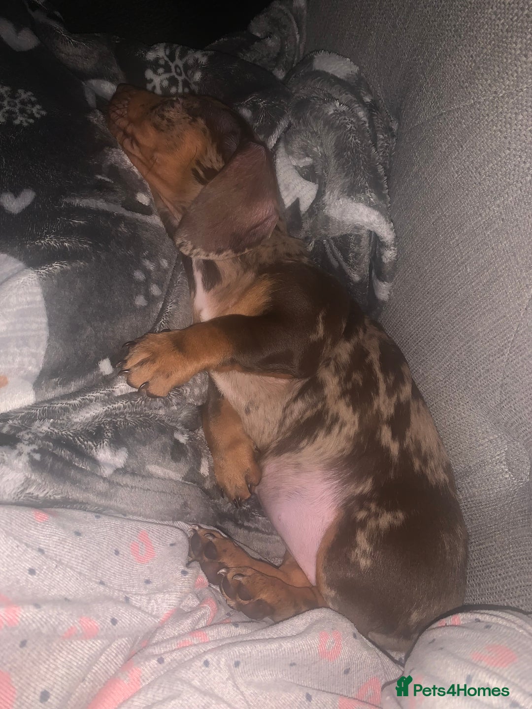 Miniature Dachshund dogs for sale: Beautiful 10 week old dapple pups available  - Image 12