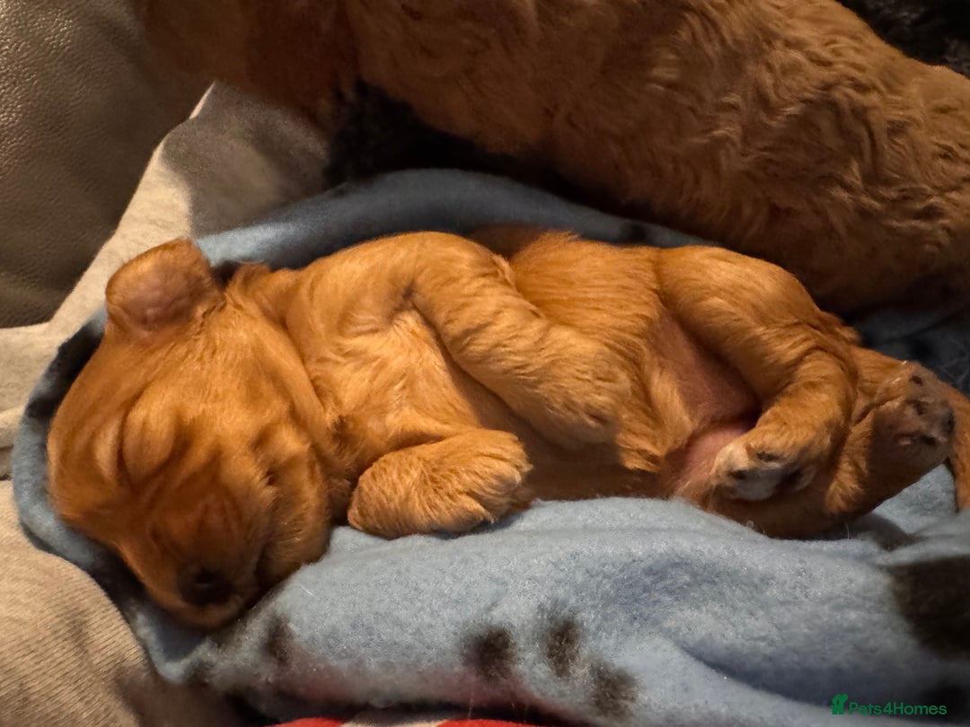 Cockapoo dogs for sale: Red Cockapoo girls F1b - Advert 5