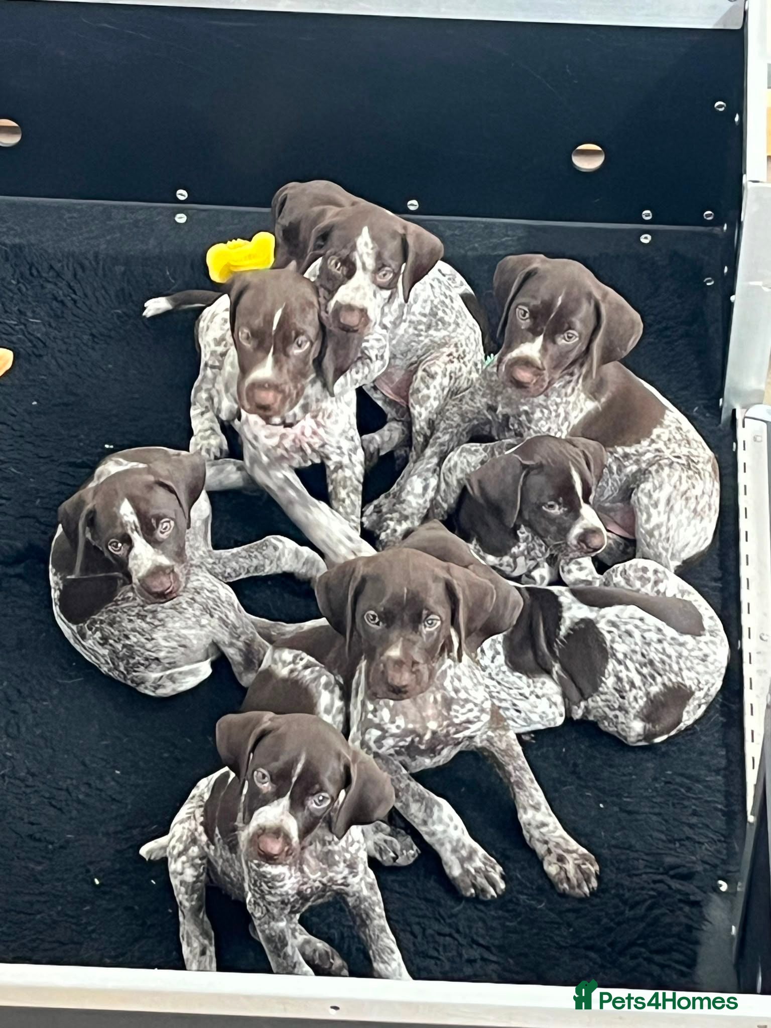 German Shorthaired Pointer dogs Superb GSP pups, one bitch, one dog  - Advert 5