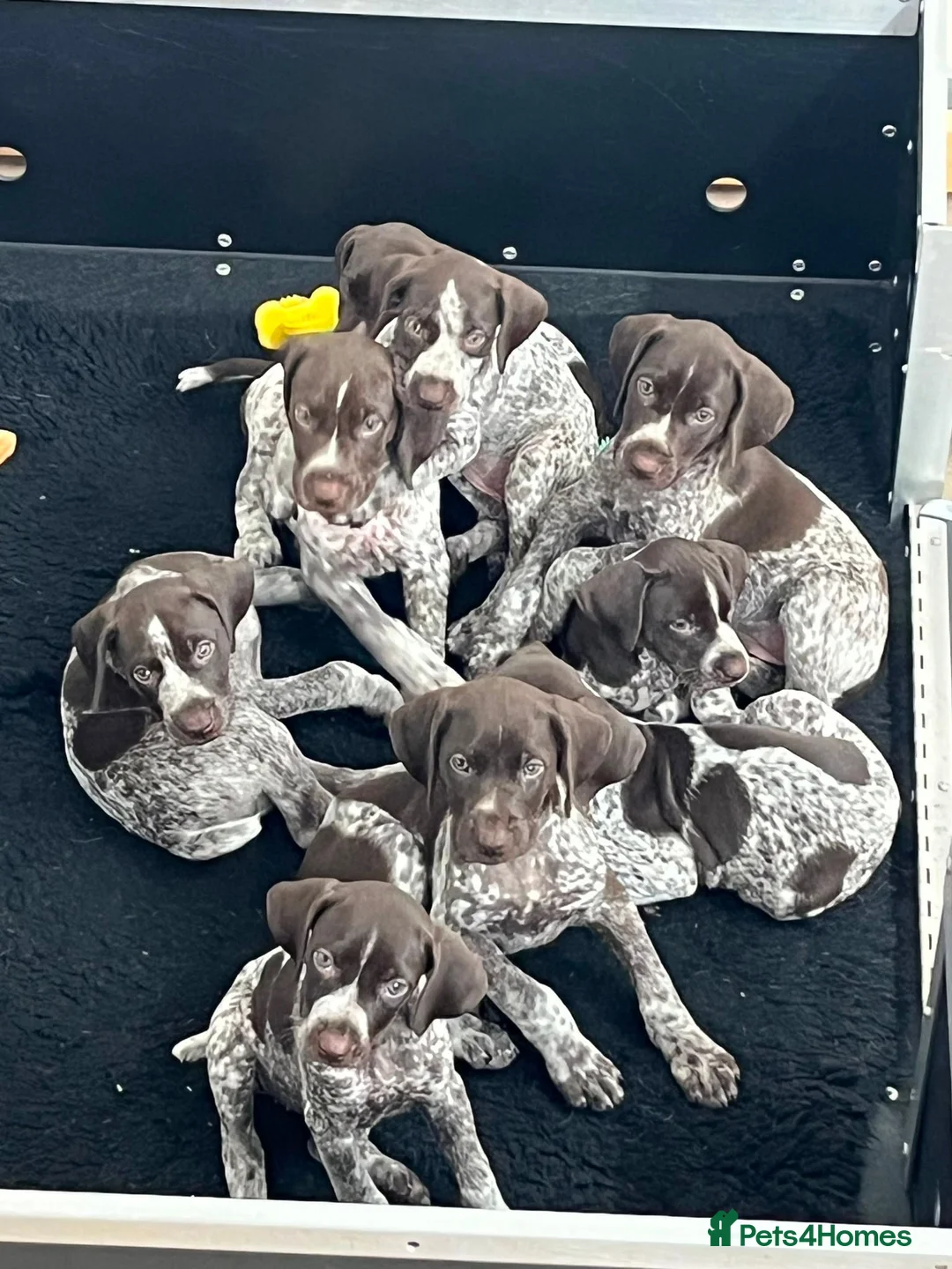 German Shorthaired Pointer dogs for sale: Superb GSP pups, one bitch, one dog  in York - Advert 1