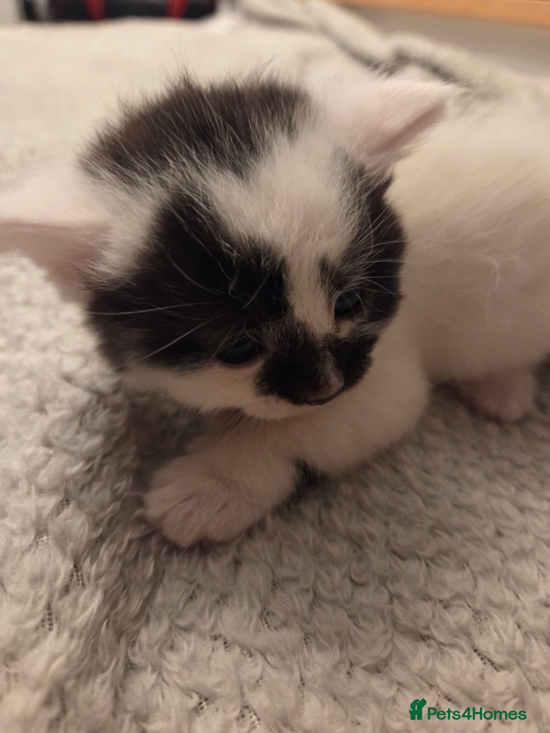Domestic Shorthair cats for sale: Kittens for sale - Image 6