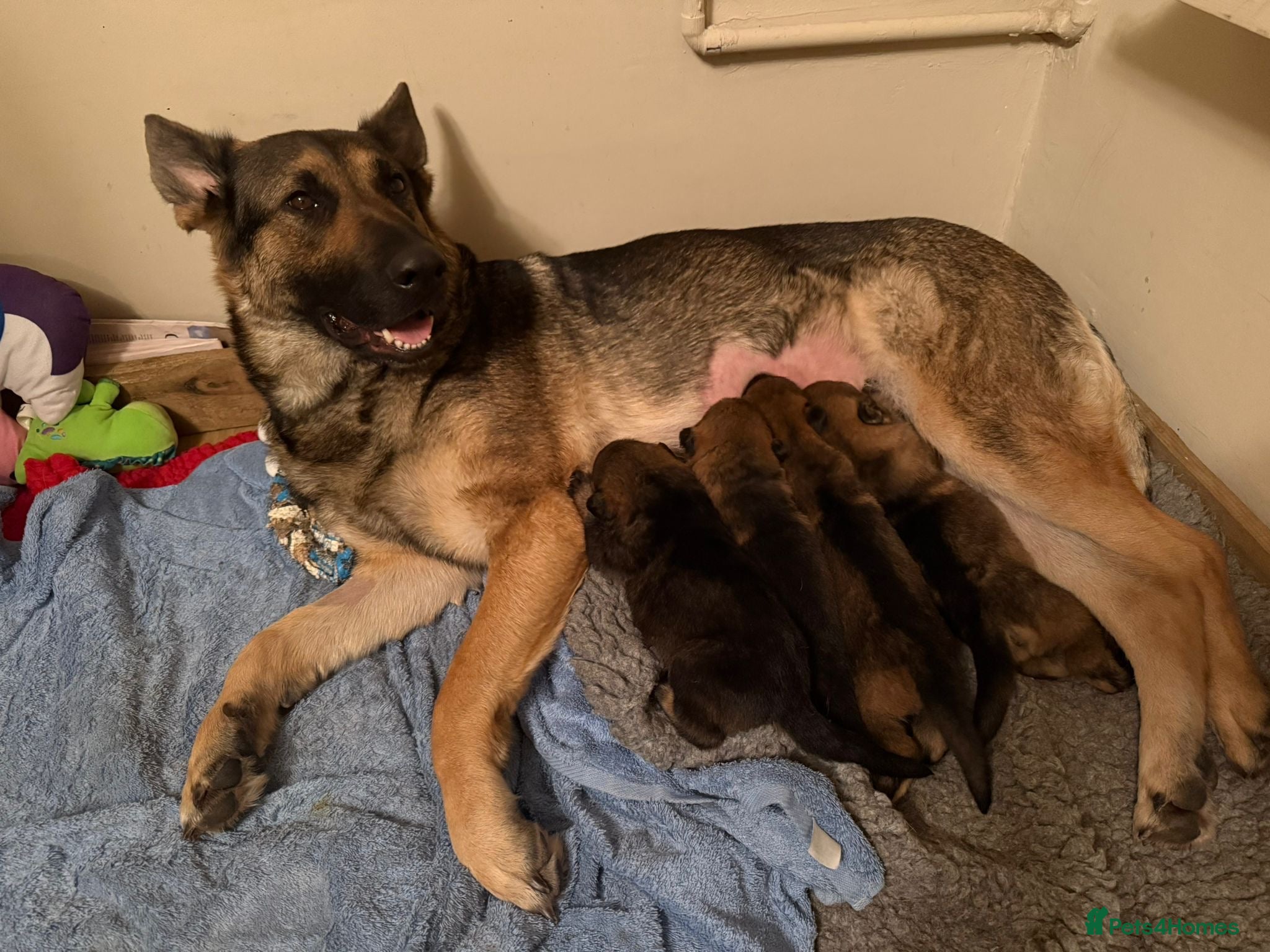 German Shepherd dogs German shepherd puppies  - Advert 2