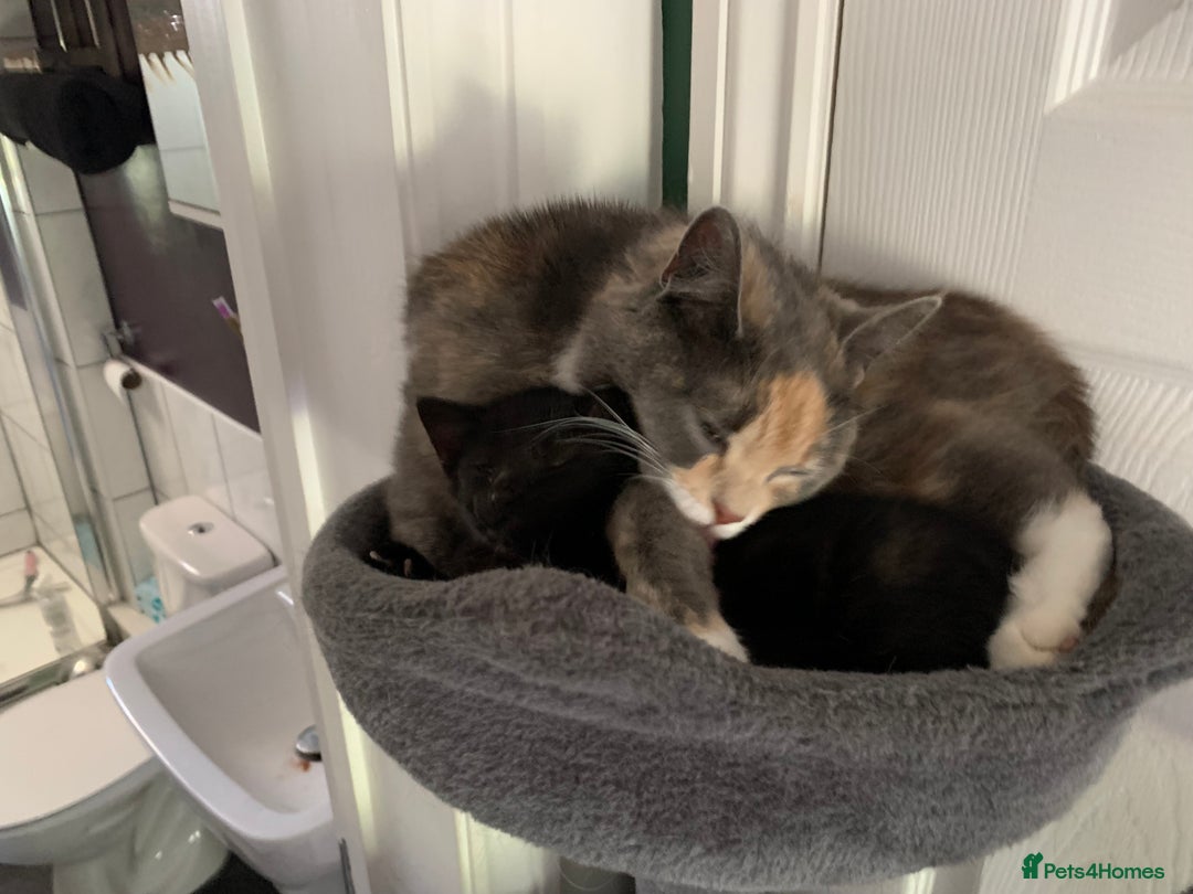 British Shorthair cats for sale: Playful girl - Image 12