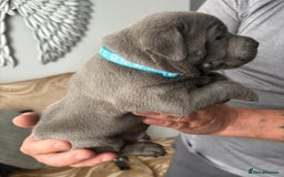 Staffordshire Bull Terrier dogs for sale: Staffordshire bull terrior - Image 2