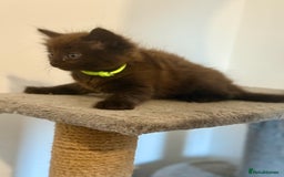 British Longhair cats for sale:  British longhair kittens 3 male 1 female  - Image 22