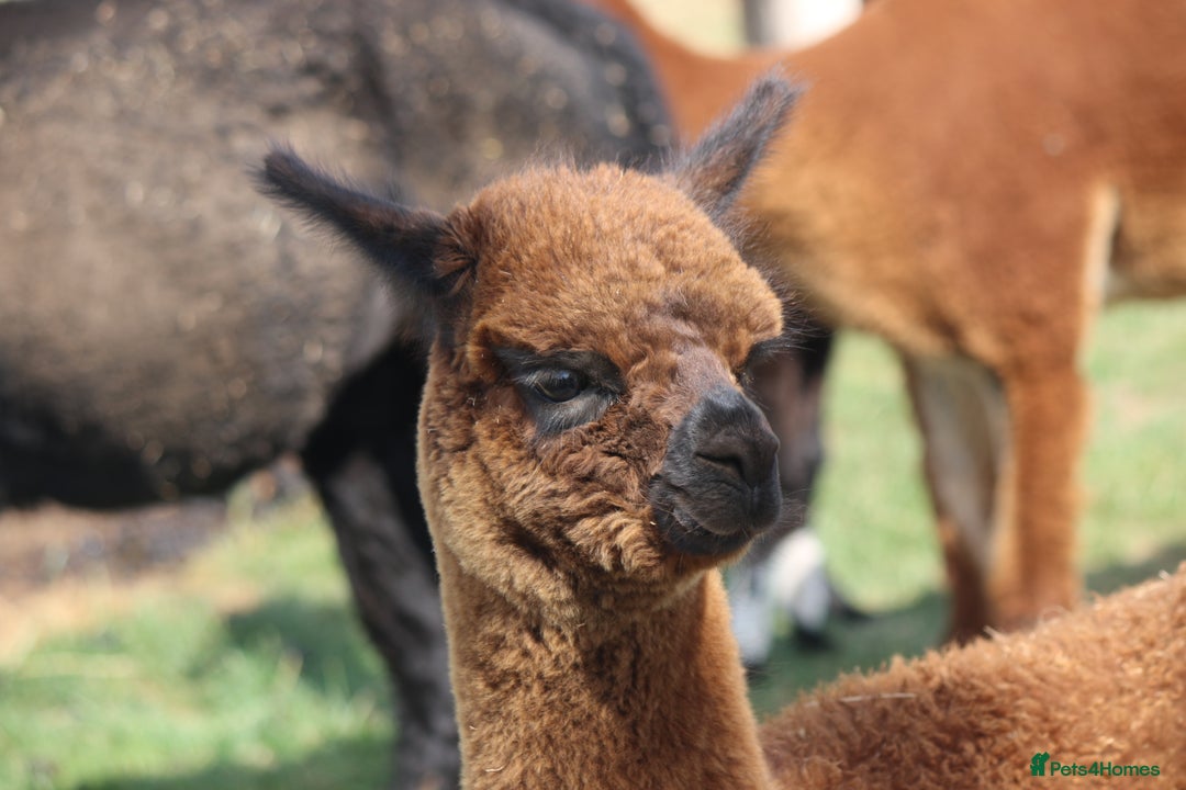 Alpaca livestock for sale: Female Alpaca Looking For New Home - Image 1