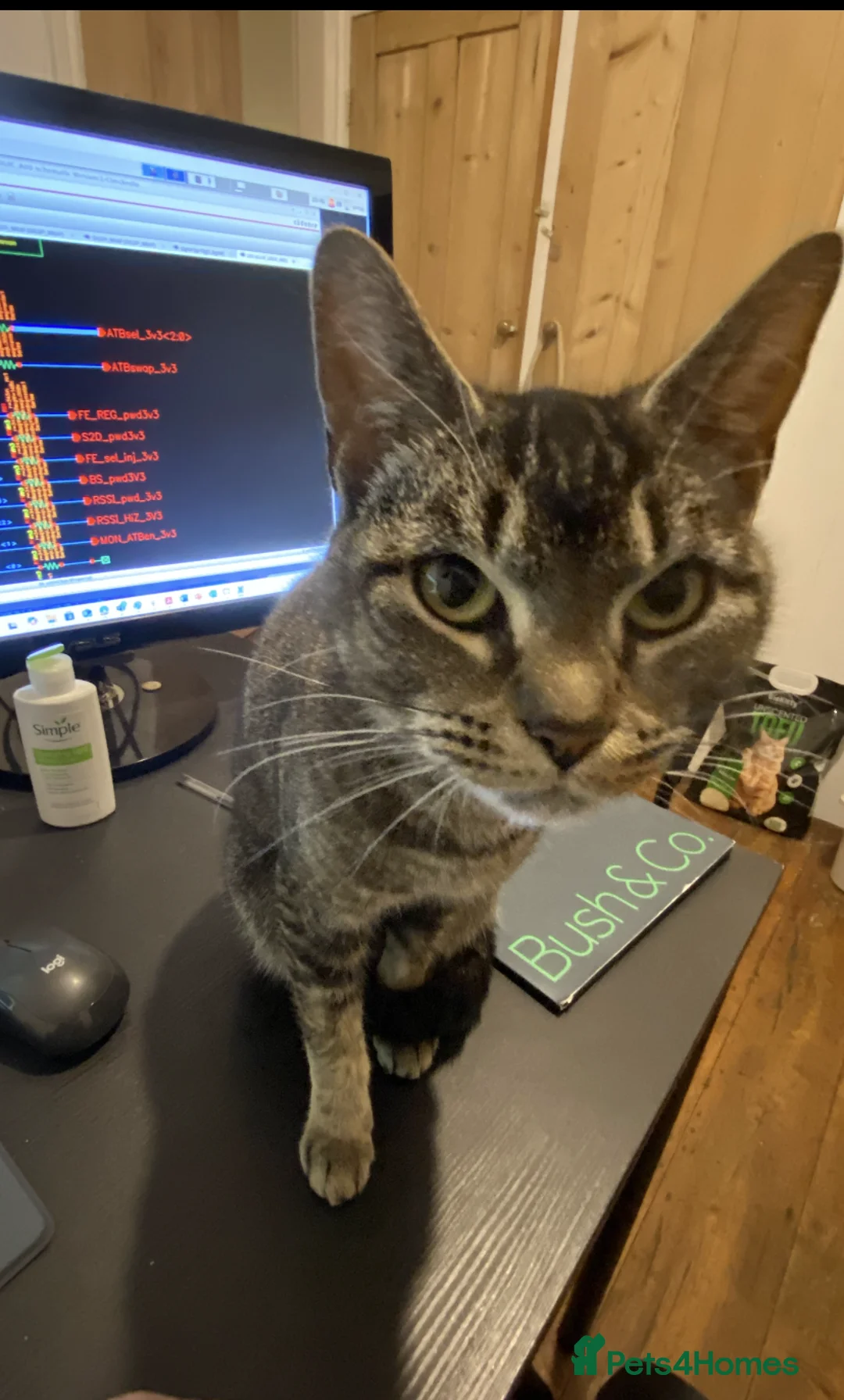 Domestic Shorthair cats for sale: Sweet Family of Three Cats Seeking a Caring Home - Advert 2