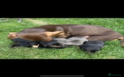 Dachshund dogs for sale: ❤️ Dachshund puppies ❤️ - Image 17