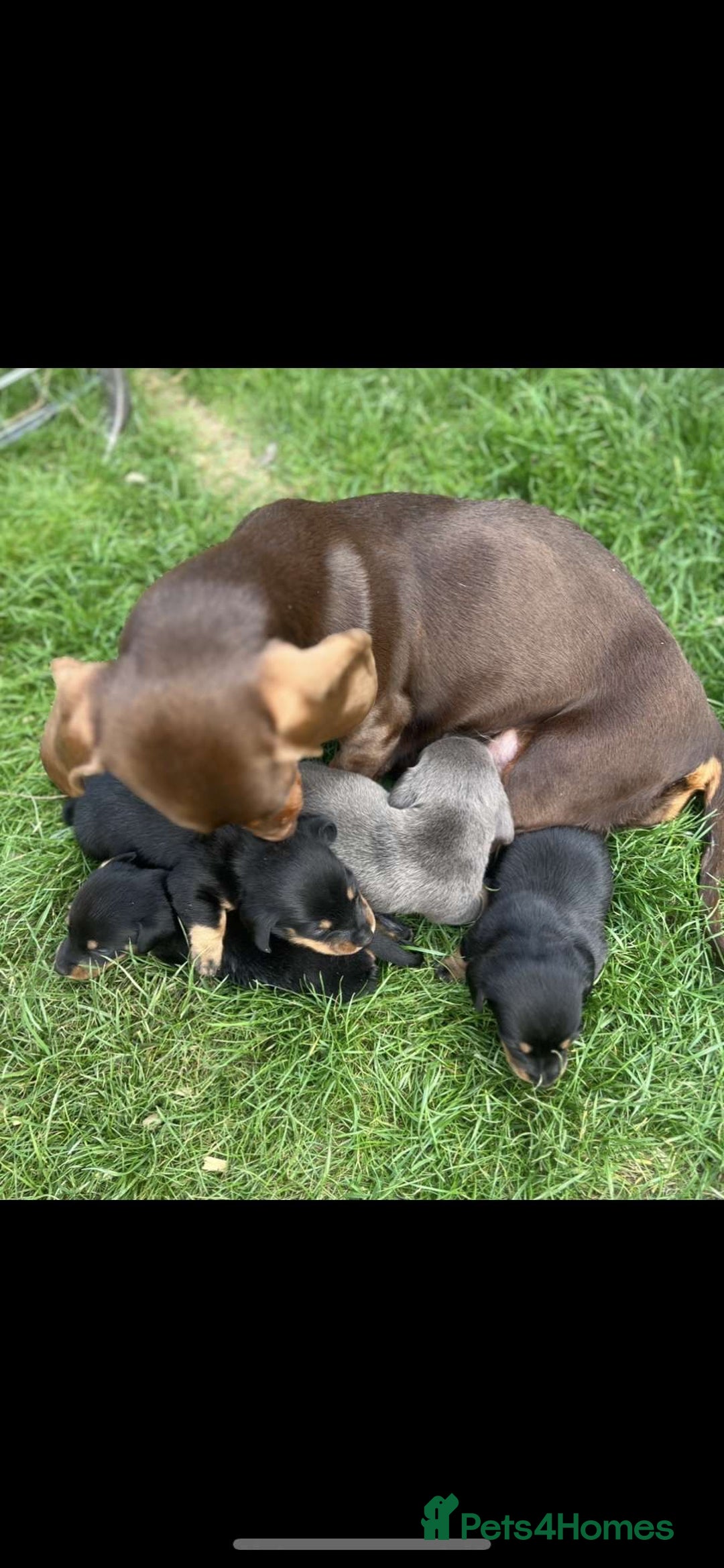 Dachshund dogs for sale: ❤️ Dachshund puppies ❤️ - Image 17