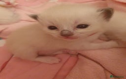Ragdoll cats for sale: PEDIGREE RAGDOLL KITTENS FROM GCCF REGISTERED - Image 8