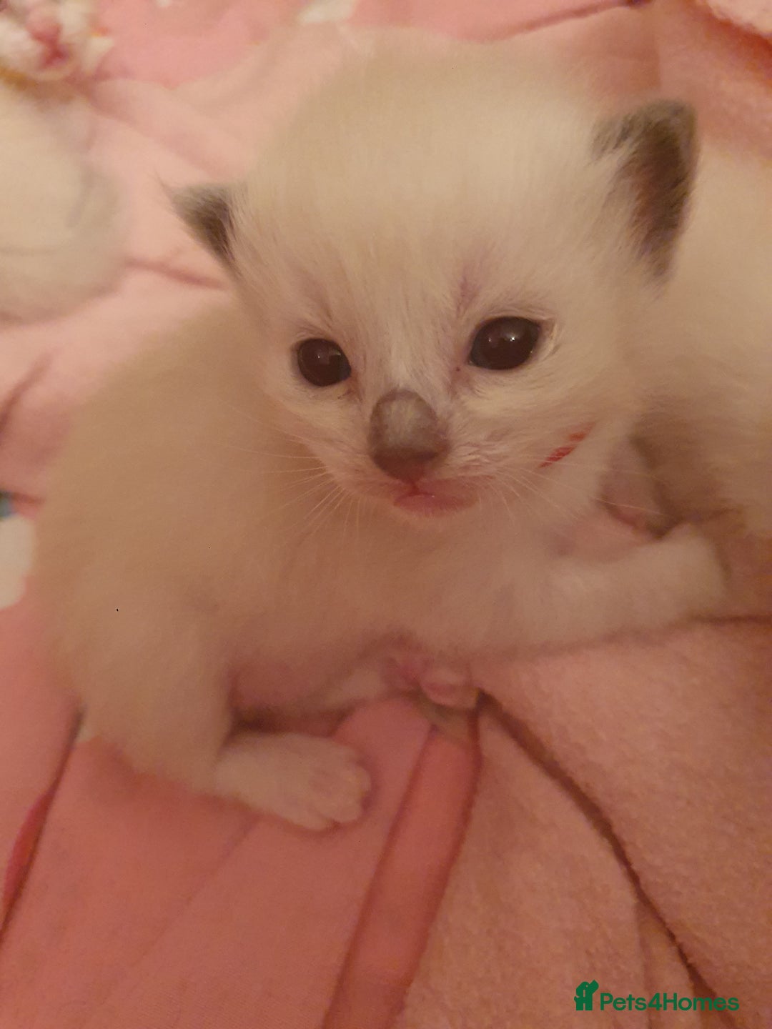 Ragdoll cats for sale: PEDIGREE RAGDOLL KITTENS FROM GCCF REGISTERED - Image 8