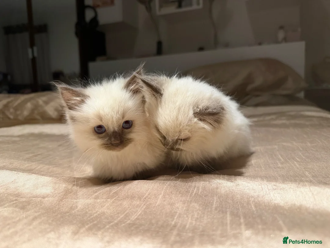 Ragdoll cats for sale: Ragdoll kittens  - Advert 1
