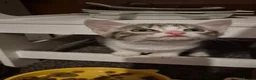 Mixed Breed cats for sale: Kittens - Advert 5