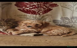 Chipoo dogs for sale: Poodle x Chihuahua  - Image 9