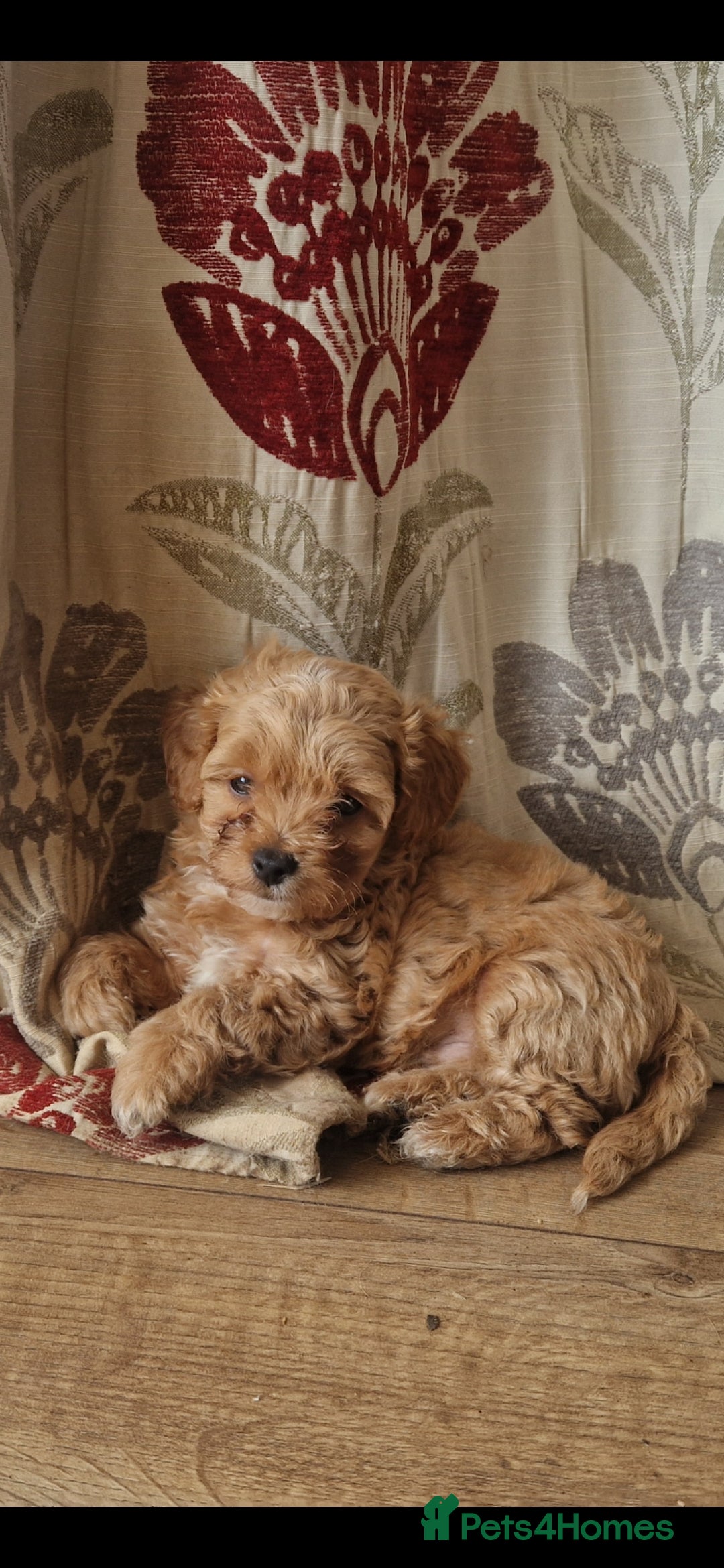 Chipoo dogs for sale: Poodle x Chihuahua  - Image 9