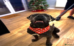 Cane Corso dogs for stud: Cash the cane corso PROVEN  - Image 1