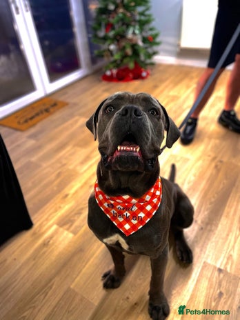 Cane Corso dogs - Advert 1