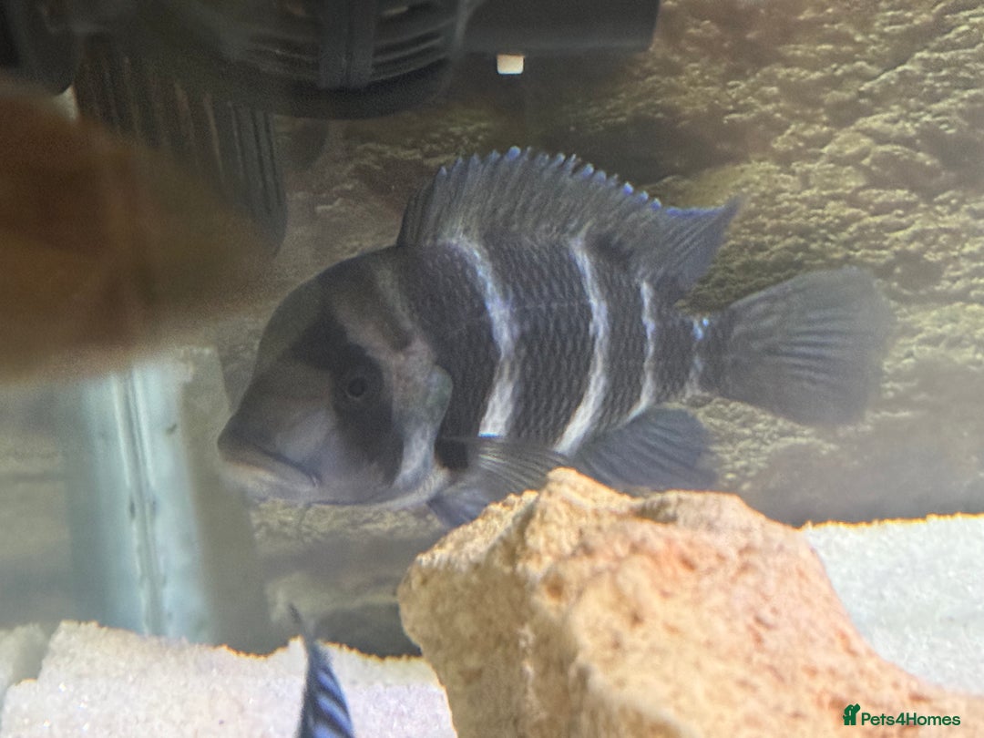 Cichlids fish for sale: X2 Frontosa - Advert 1