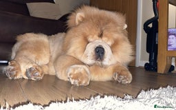 Chow Chow dogs for stud: outstanding chow chow stud in Wednesbury - Image 2