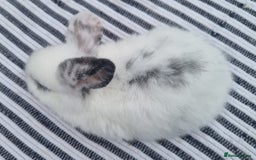 Mini Lop rabbits for sale: Trained French x Mini Lop Bunnies. Please Read! - Image 11