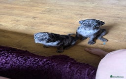 Pug dogs for sale: Merle pug puppies  - Image 6