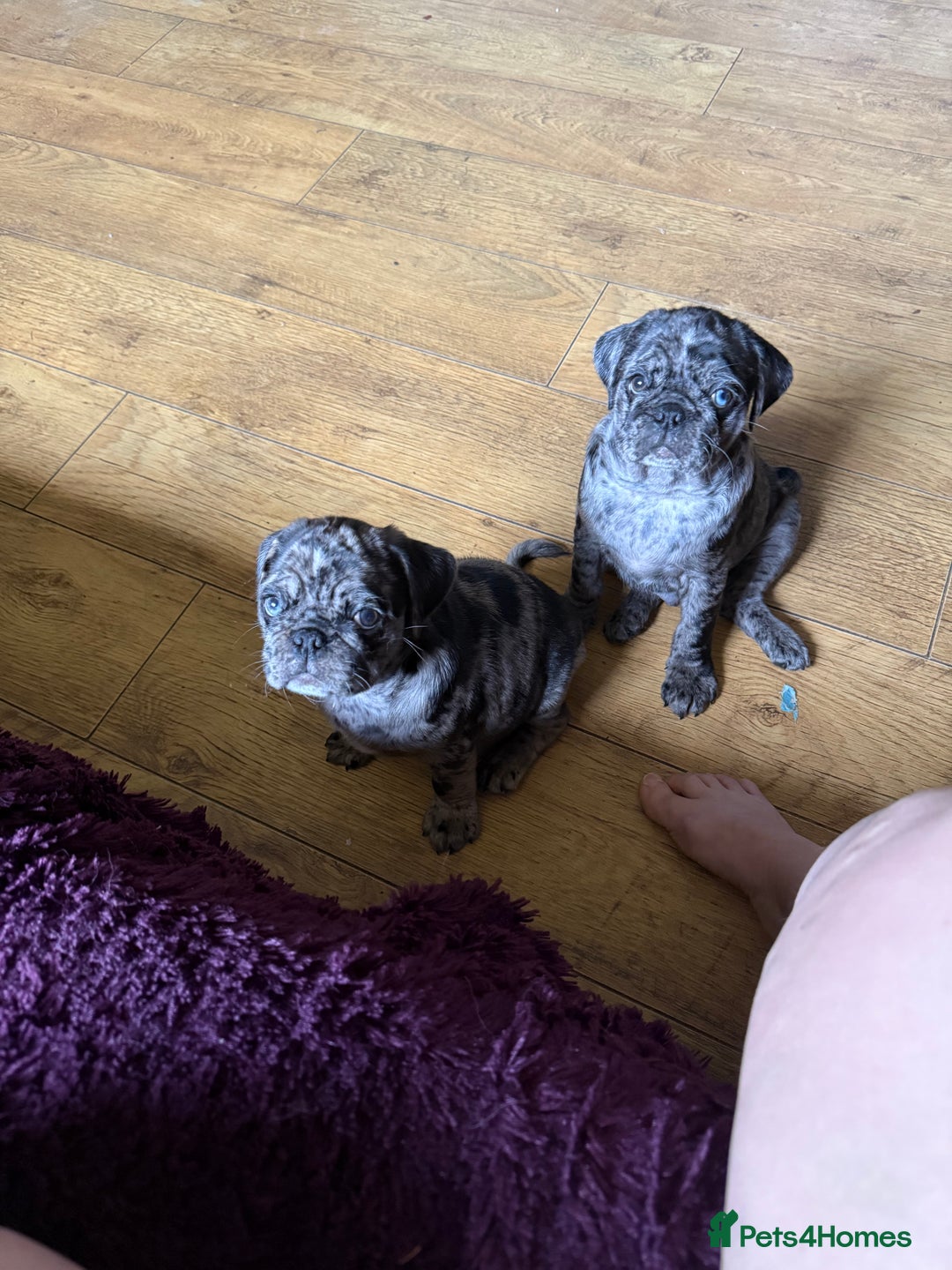 Pug dogs for sale: Merle pug puppies  - Image 6